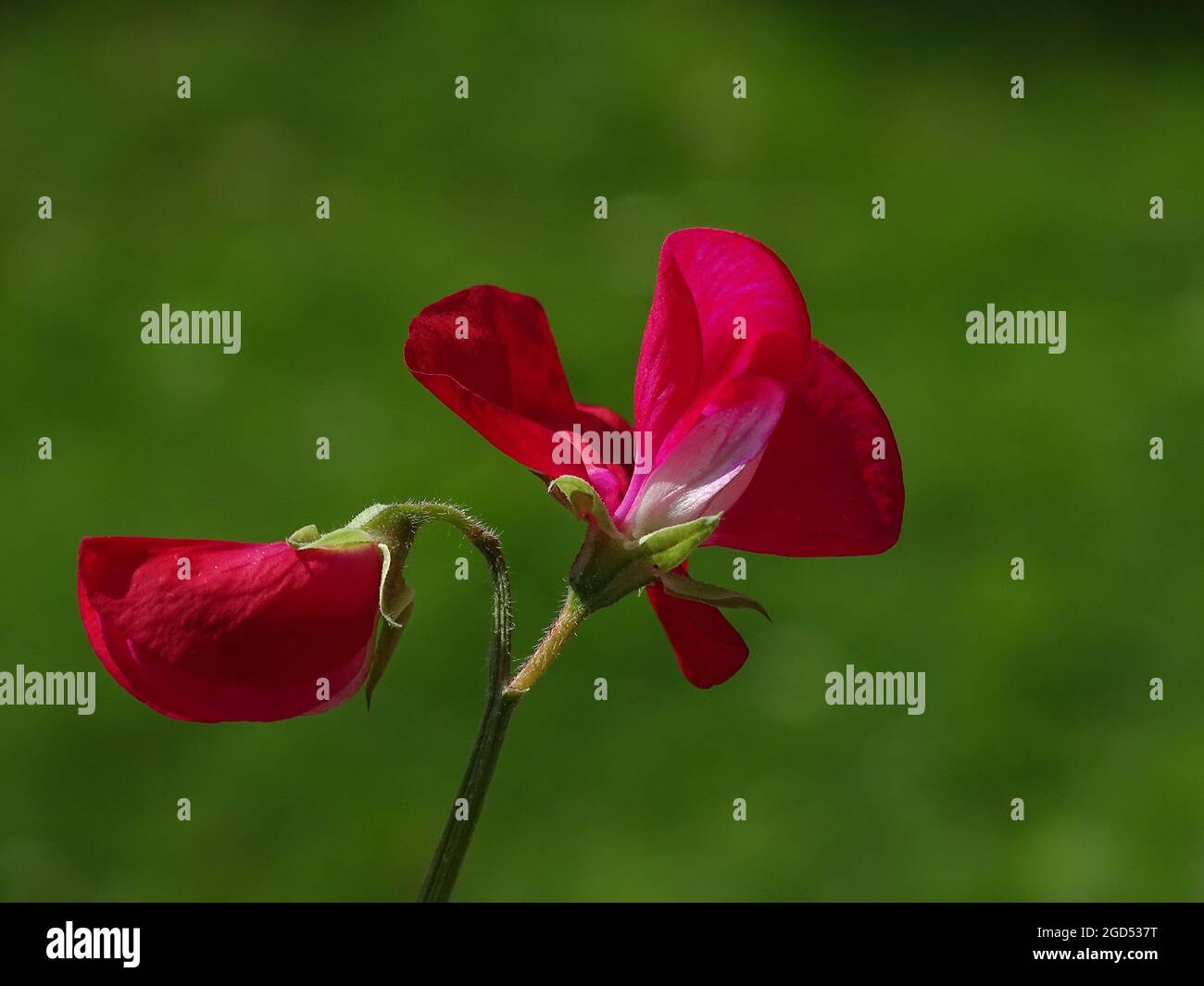 Ein rosa lathyrus odoratus mit einem grünen unscharfen Hintergrund Stockfoto