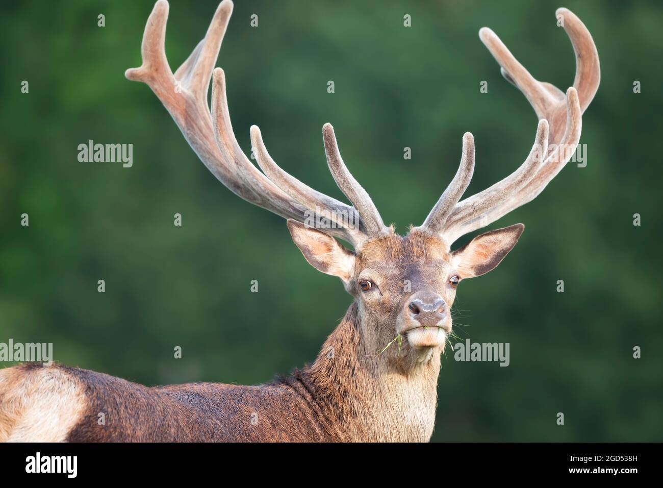 Porträt eines Rothirschhirsches mit großem Samtgeweih im Sommer, Großbritannien. Stockfoto