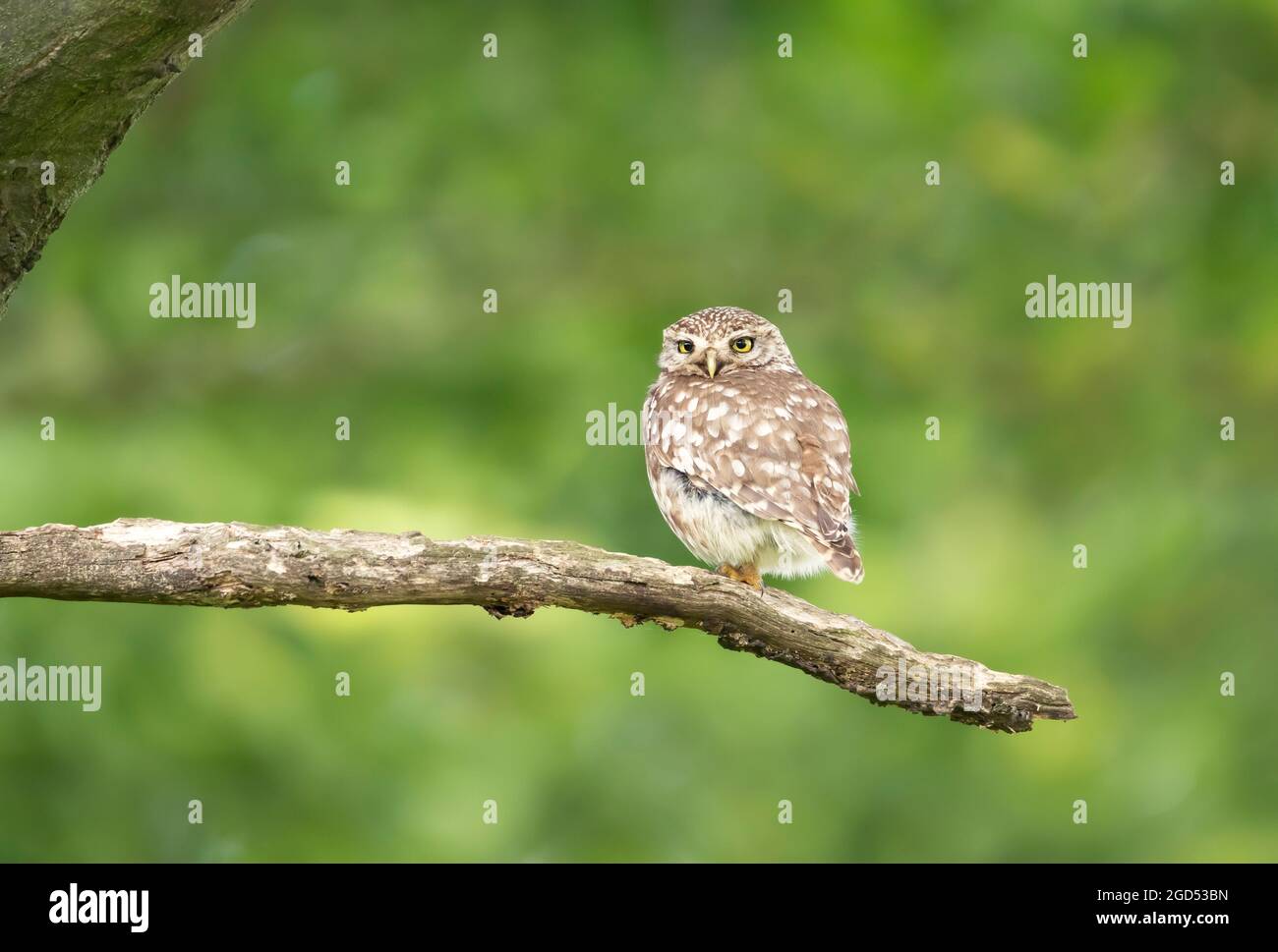 Nahaufnahme einer kleinen Eule (Athene noctua), die im Sommer auf einem Baumzweig thront, Vereinigtes Königreich. Stockfoto