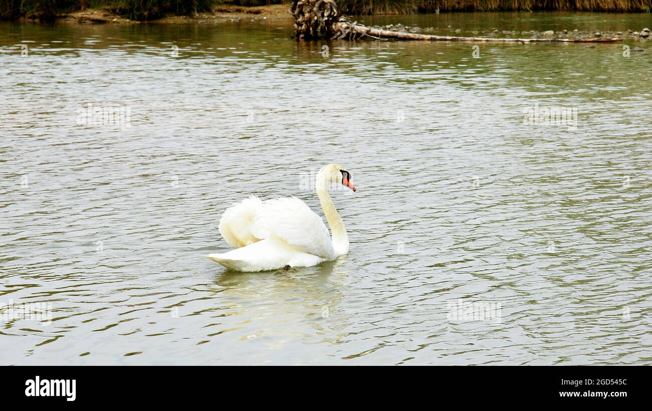 Ente am Ufer des Flusses Foix im Flusspark Cubelles in Barcelona, Katalonien, Spanien, Europa Stockfoto