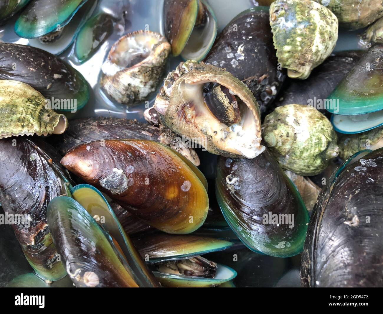 Nahaufnahme von frischem gefrorenem Muschelfleisch Stockfoto