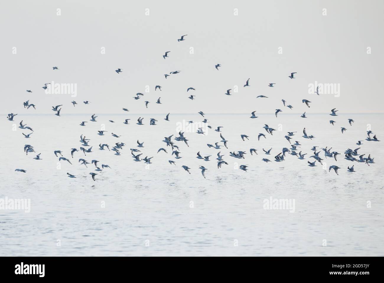 zoologie, Vögel (Aves), Möwenschrecke, Schottland, NICHT-EXKLUSIV-VERWENDUNG FÜR DIE VERWENDUNG VON FALTKARTEN-GRUSSKARTEN-POSTKARTEN Stockfoto