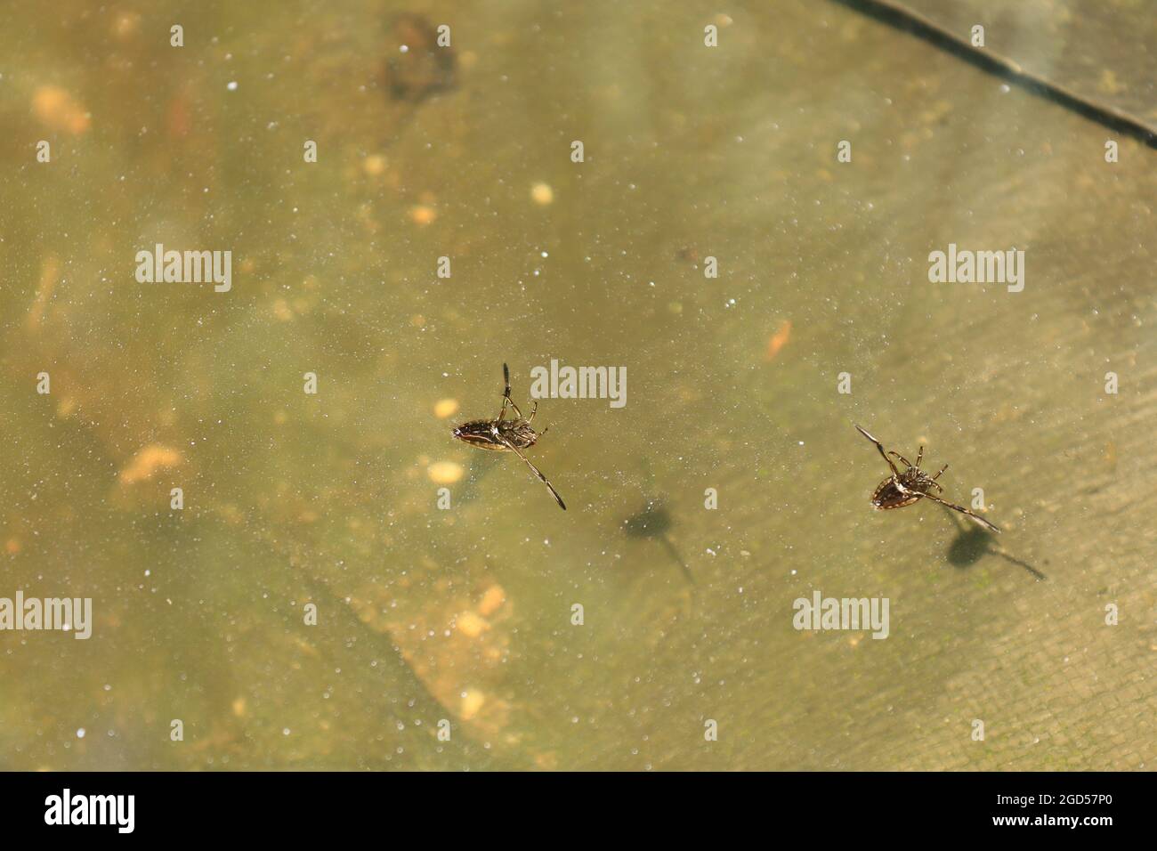 Wasserstreifer auf einem trüben Film im flachen Pool Stockfoto