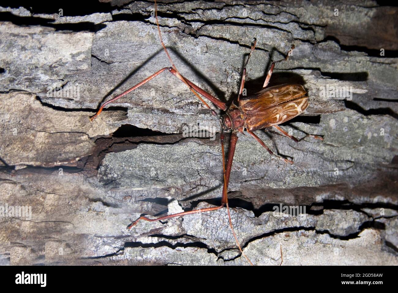 Die Langhornkäfer (Cerambycidae), auch als Langhornkäfer oder longicorns bekannt, sind eine große Familie von Käfer, mit über 35,000 beschriebenen Arten,[2] sl Stockfoto
