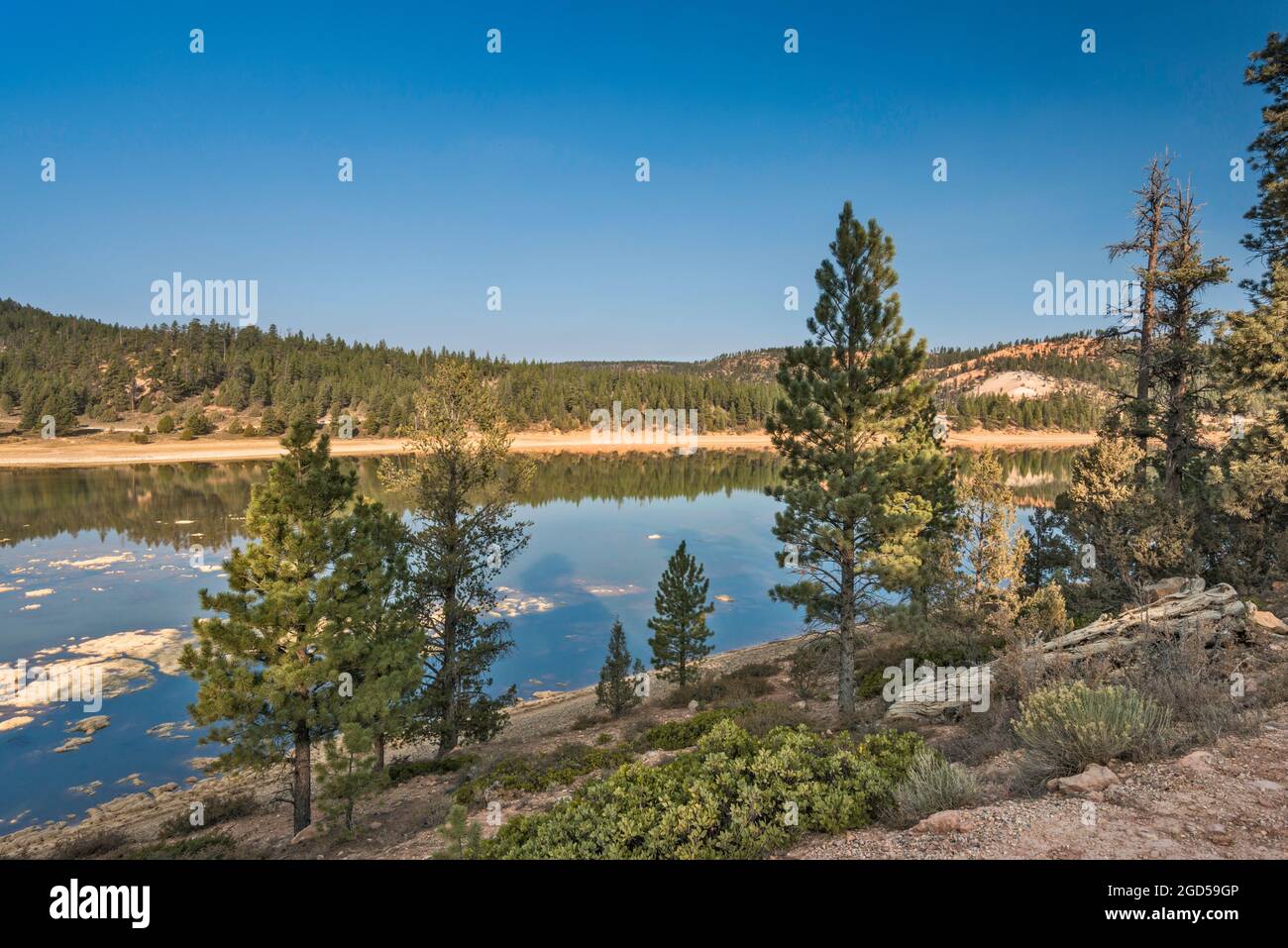 Tropic Reservoir, Paunsaugunt Plateau, Dixie National Forest, in der Nähe des Bryce Canyon, Utah, USA Stockfoto