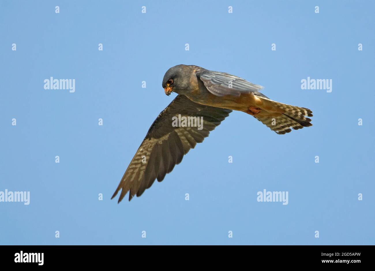 Rotfußfalke (falco vespertinus) im Flug mit blauem Himmel. Dieser Greifvogel wird in Osteuropa und Asien gefunden, ist aber zu einem Ne geworden Stockfoto