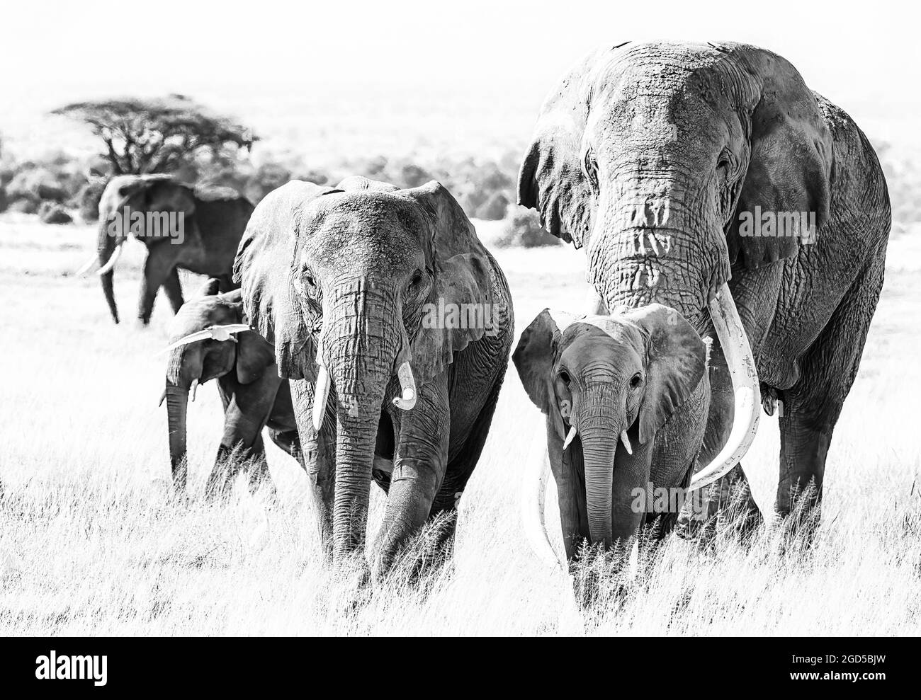 Gruppe afrikanischer Elefanten, loxodonta africana, zu Fuß durch das Grasland des Amboseli National Park, Kenia. Der Elefantenbulle Tusker Tim ist ein s Stockfoto