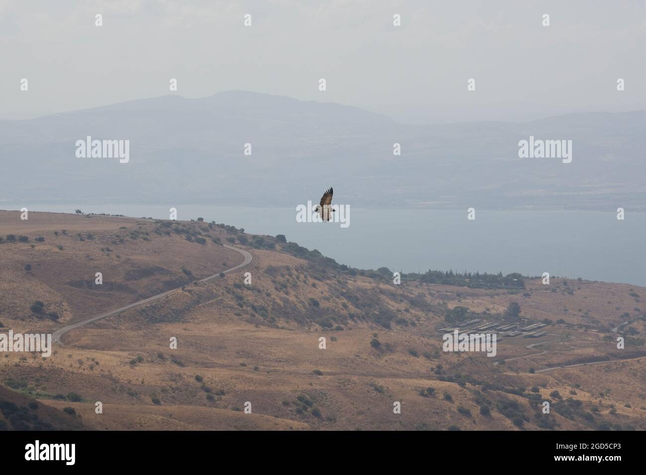 Gänsegeier (Gyps fulvus) im Flug. Fotografiert auf dem Berg Arbel das Galiläische Meer im Hintergrund Stockfoto