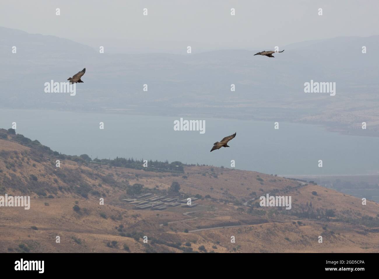 Gänsegeier (Gyps fulvus) im Flug. Fotografiert auf dem Berg Arbel das Galiläische Meer im Hintergrund Stockfoto