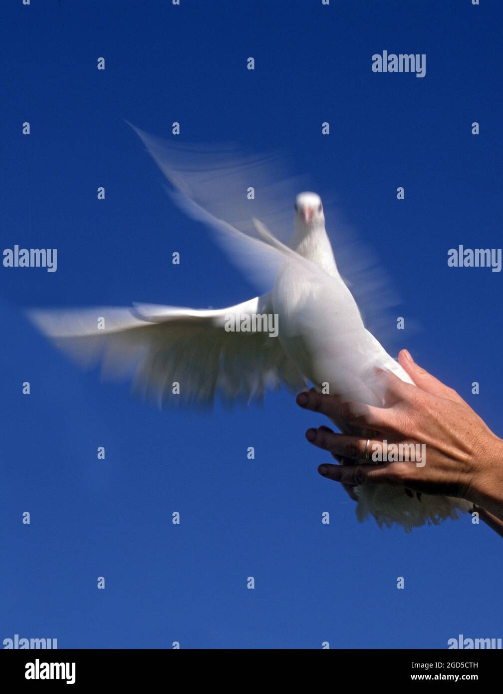 Eine Hand schickt eine fliegende weiße Taube auf blauem Himmel Hintergrund ab. Eine Weiße Taube ist ein Symbol des Friedens Stockfoto