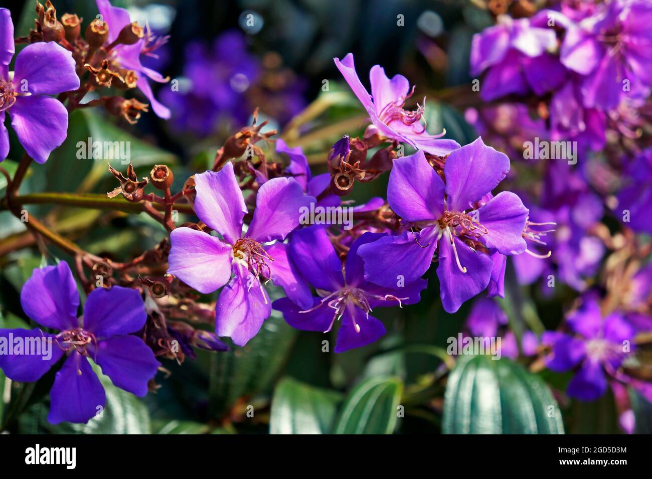 Lila Prinzessin Blume (Tibouchina granulosa), Diamantina, Brasilien Stockfoto