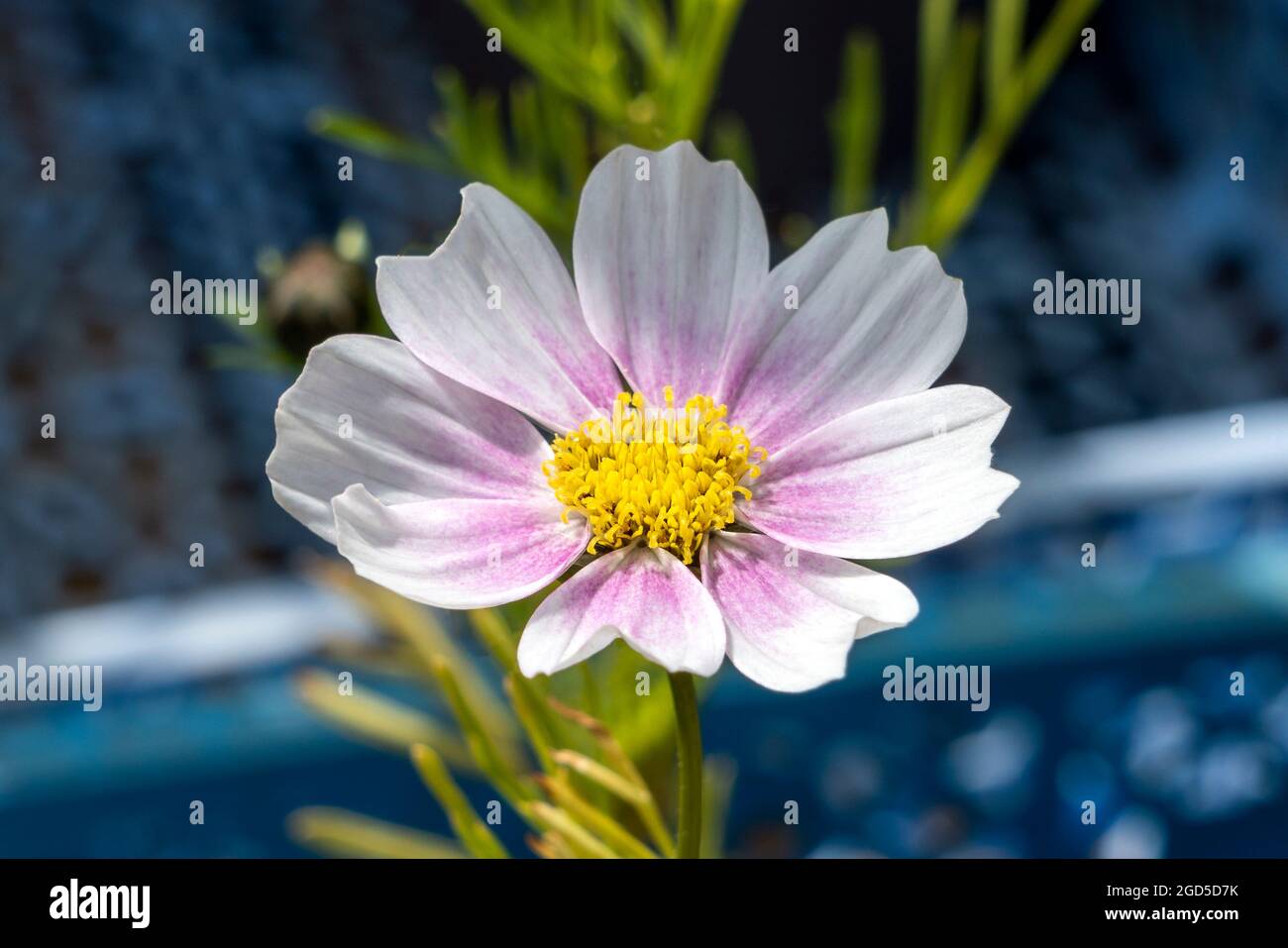 Cosmos bipinnatus 'Daydream' eine Sommer blühende Pflanze mit einer rosa Sommerblüte, die allgemein als mexikanische Aster bekannt ist, Stockfoto Stockfoto