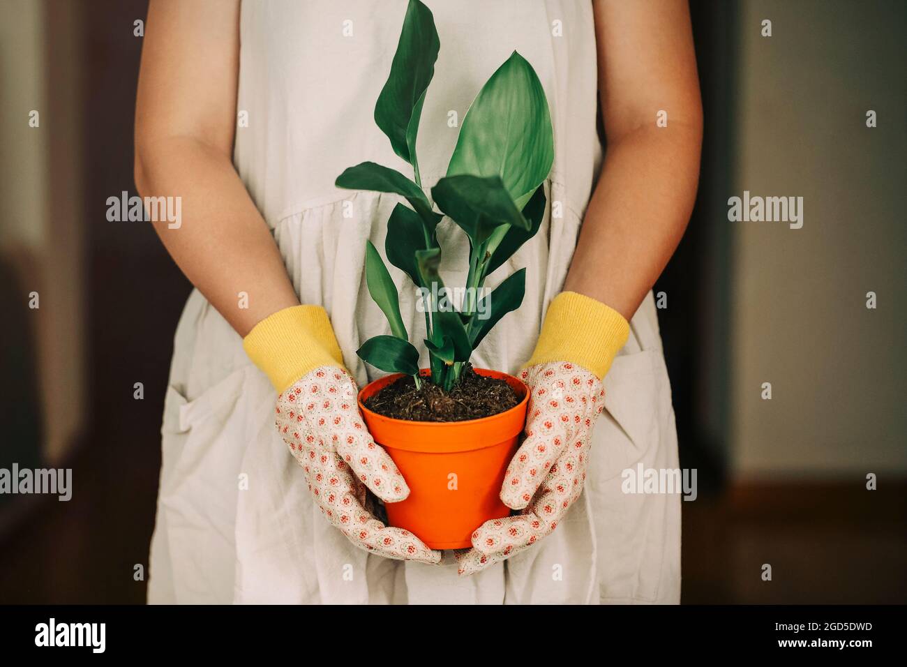 Nicht erkennbare weibliche Gärtnerin in Kleid und Handschuhe tragen orangefarbenen Topf mit Strelitzia Reginae Pflanze zu Hause Stockfoto