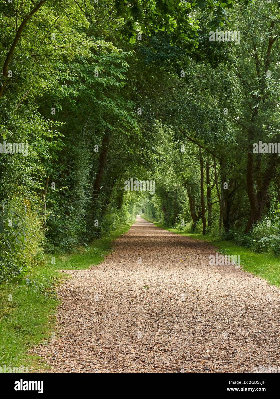 Ein von Bäumen gesäumter Schotterweg durch die Landschaft Großbritanniens, der einen dazu einlädt, zu erkunden und zu entdecken, was sich am fernen Horizont befindet. Stockfoto