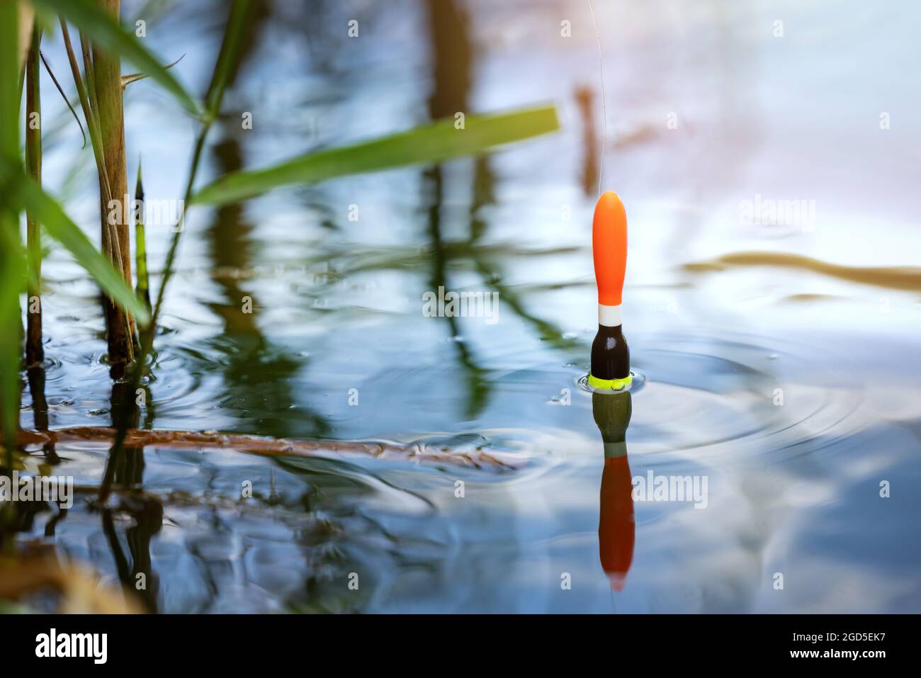 Angeln - Angeln schwimmt im Teichwasser. Fangen Sie die Fische mit einem Bobber Stockfoto