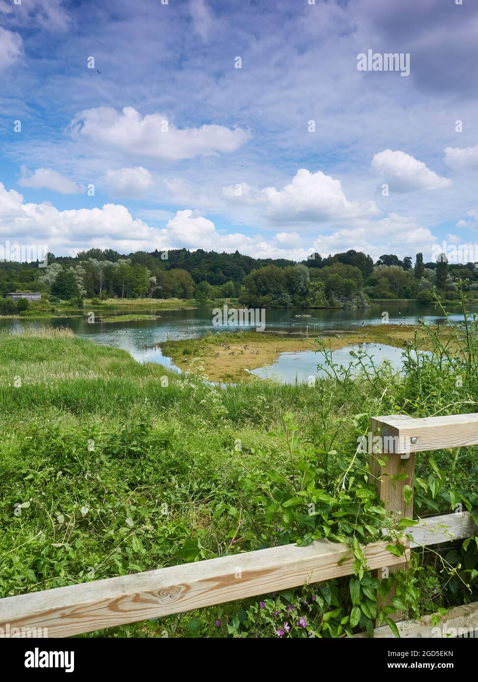 Landschaft aus der britischen Landschaft - ein Tumble von nicht kultivierten Pflanzen und ein Zaun vor einer an den See gebundenen Insel mit bewaldeten Bäumen unter einem wolkenlosen blauen Himmel. Stockfoto