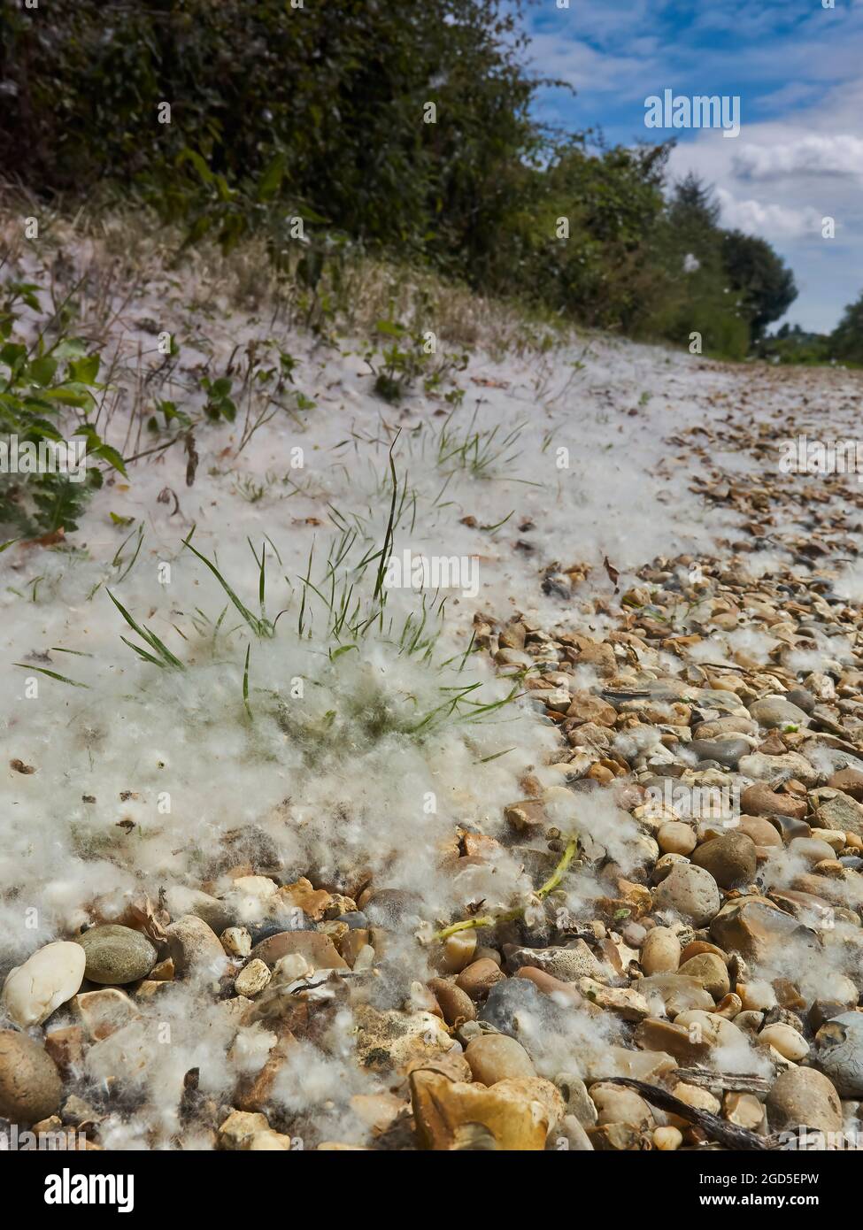 Ein Spaziergang durch die Landschaft Großbritanniens - Pflanzen, Hecken und Kies, die von einem nahe gelegenen Baum mit Samenflaum bedeckt sind, schneeähnlich unter einem blauen Sommerhimmel. Stockfoto