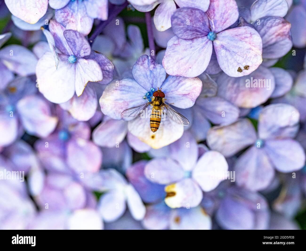 Nahaufnahme einer Schwebefliege auf einer schönen Purplhydrgeas Stockfoto