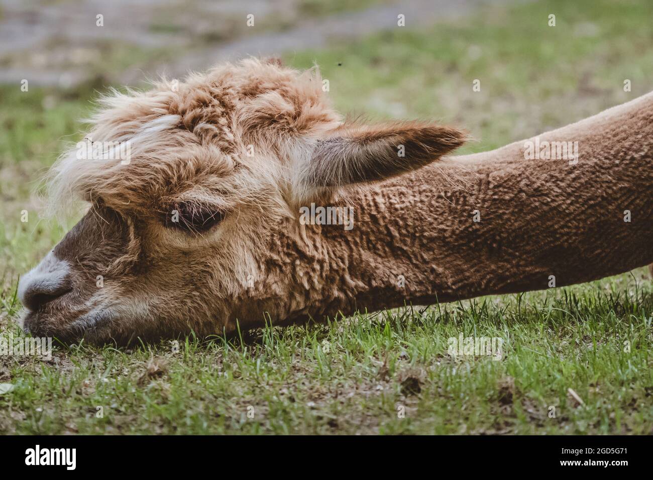 Nahaufnahme eines Kameliden-Säugetiers der Alpaka (Vicugna pacos) Stockfoto