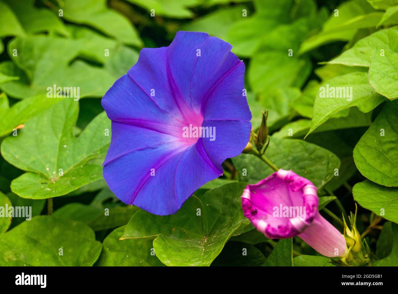 Makroaufnahme mit Morning Glory Flower - Ipomoea purpurea, selektiver Fokus. Stockfoto
