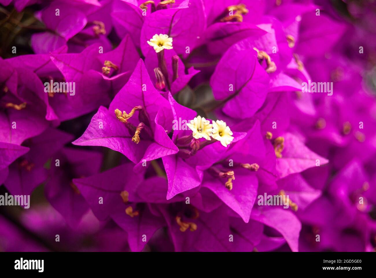Bougainvillea glabra weiße Blüten blühen - Makro, selektiver Fokus. Stockfoto
