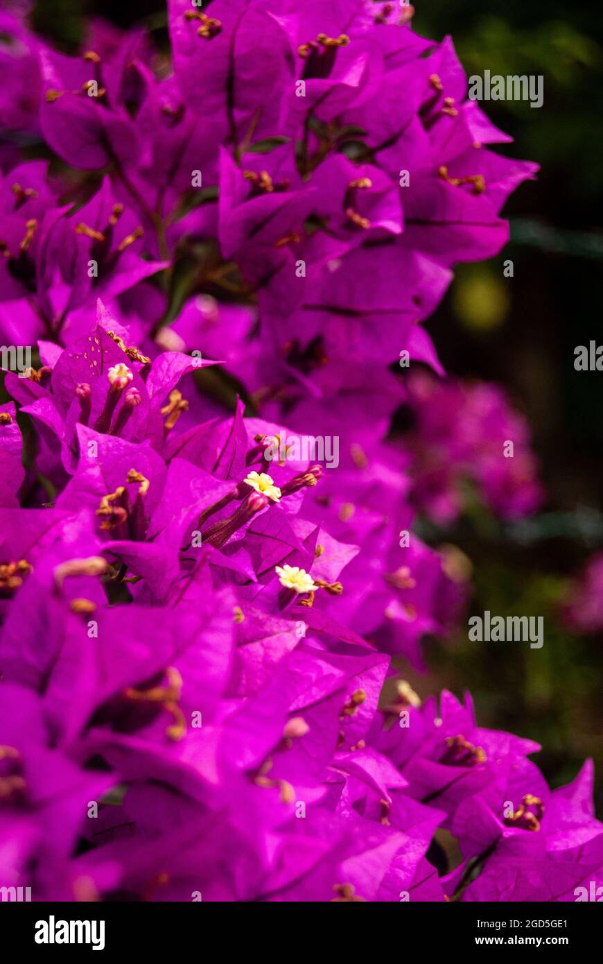 Weiße Blüten von Bougainvillea Glabra, die im violetten Meer aus Blättern blühen - Makro, selektiver Fokus. Stockfoto