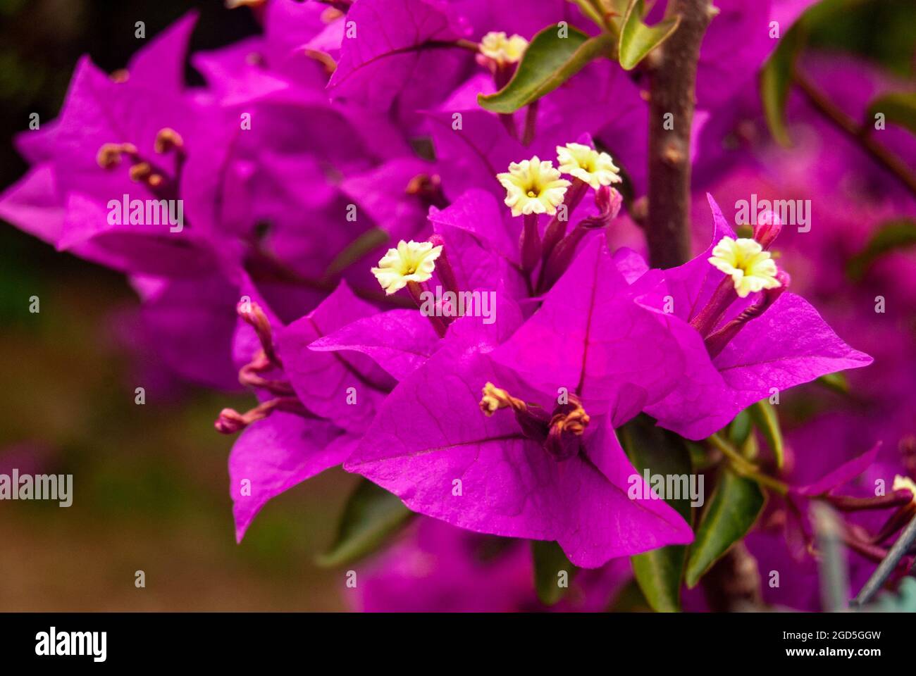 Makroaufnahme von kleinen weißen Blüten, die blühen - Bougainvillea Glabra, Makro, selektiver Fokus. Stockfoto