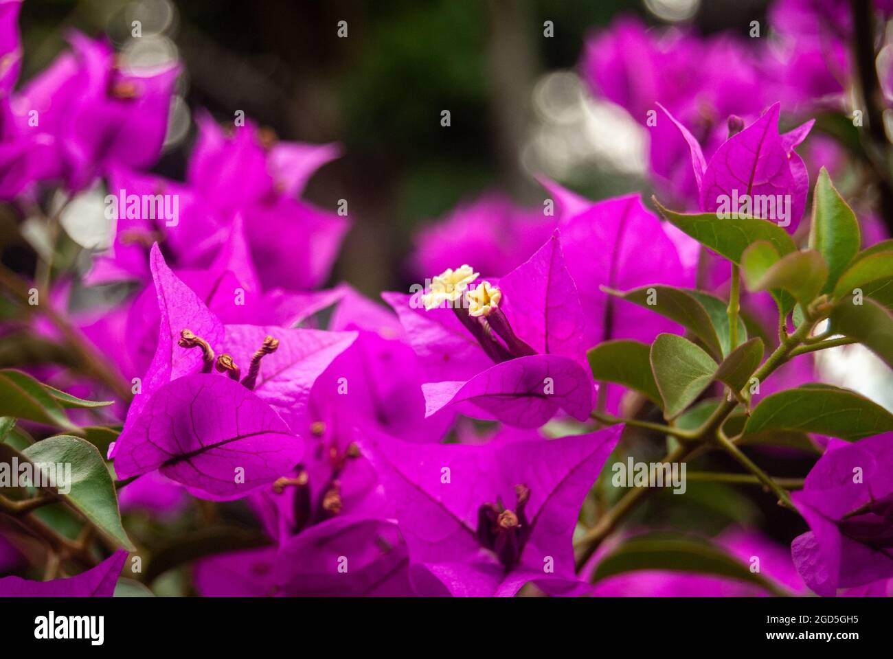 Nahaufnahme der violetten Bougainvillea Glabra Blooming - Makro, selektiver Fokus. Stockfoto
