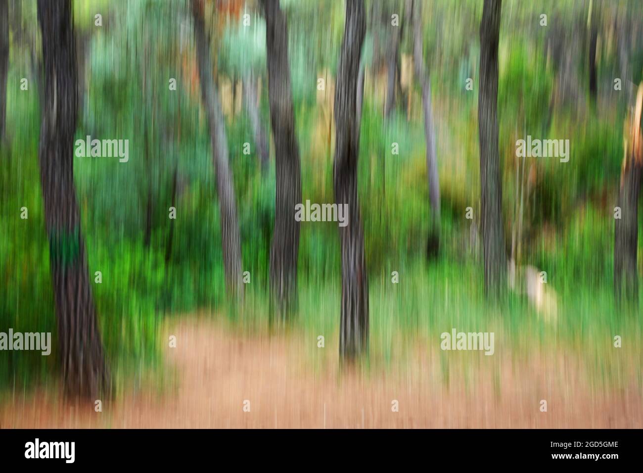 Bäume im Wald verschwimmen abstrakt. Absichtliche Kamerabewegung. Stockfoto