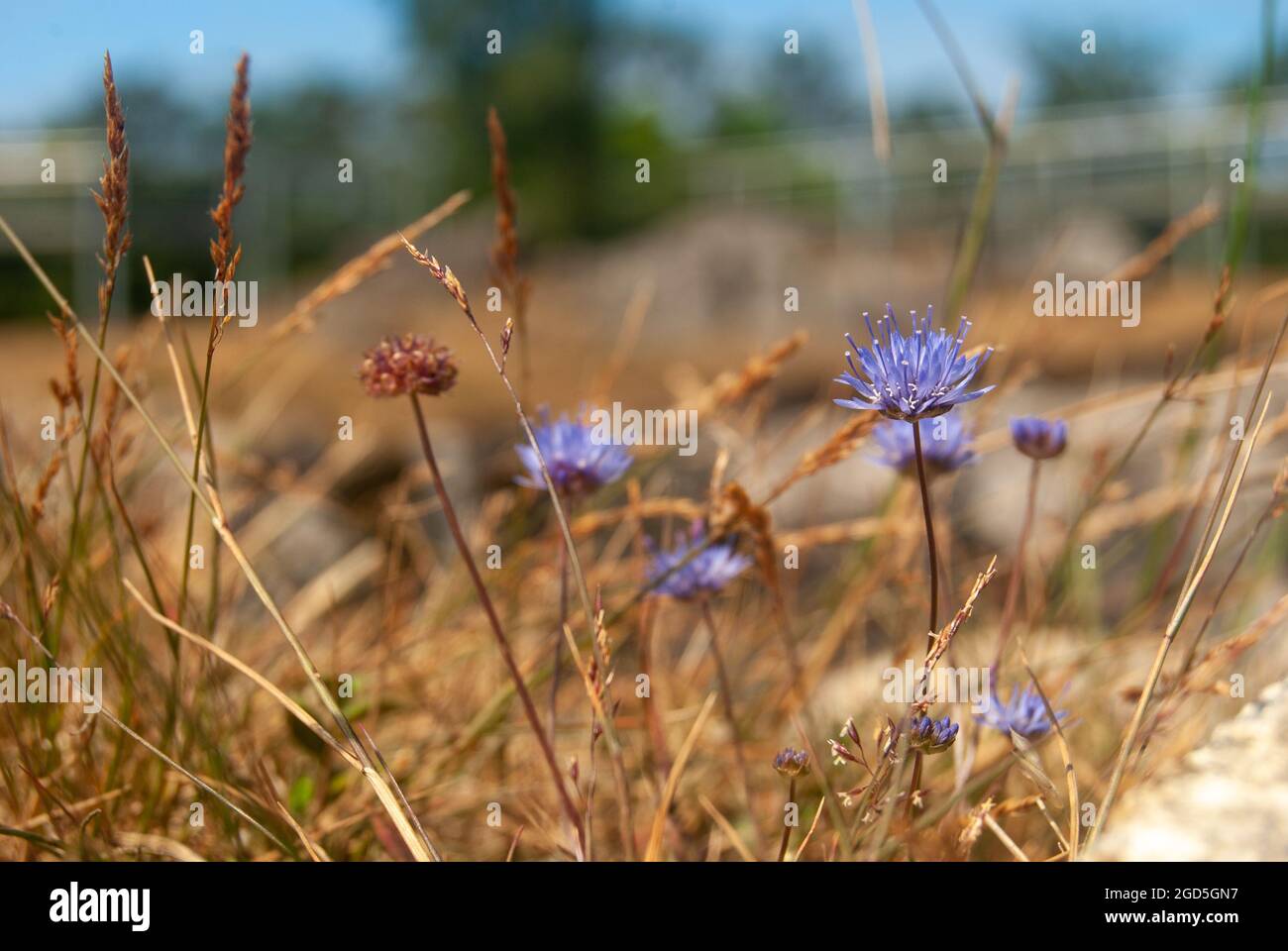 Schafsbissen-Feldblumen in der trockenen Gras Nahaufnahme - Jasione montana, Makro, selektiver Fokus. Stockfoto