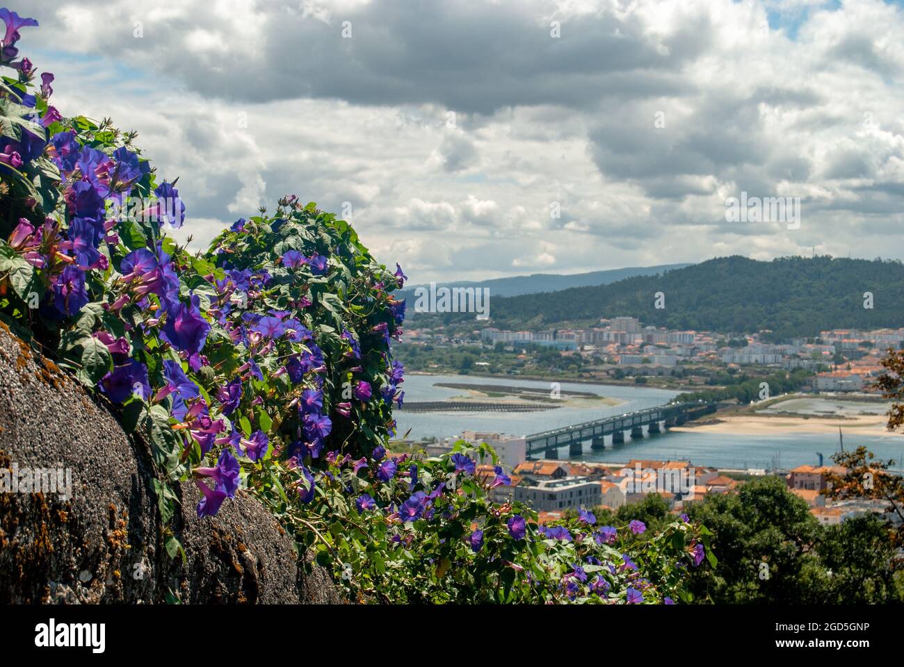 Blick auf Viana do Castelo vom Berg Santa Luzia aus mit den morgendlichen Glory Flowers in der Aufnahme an einem bewölkten Tag - Panorama, Ipomoea purpurea. Stockfoto