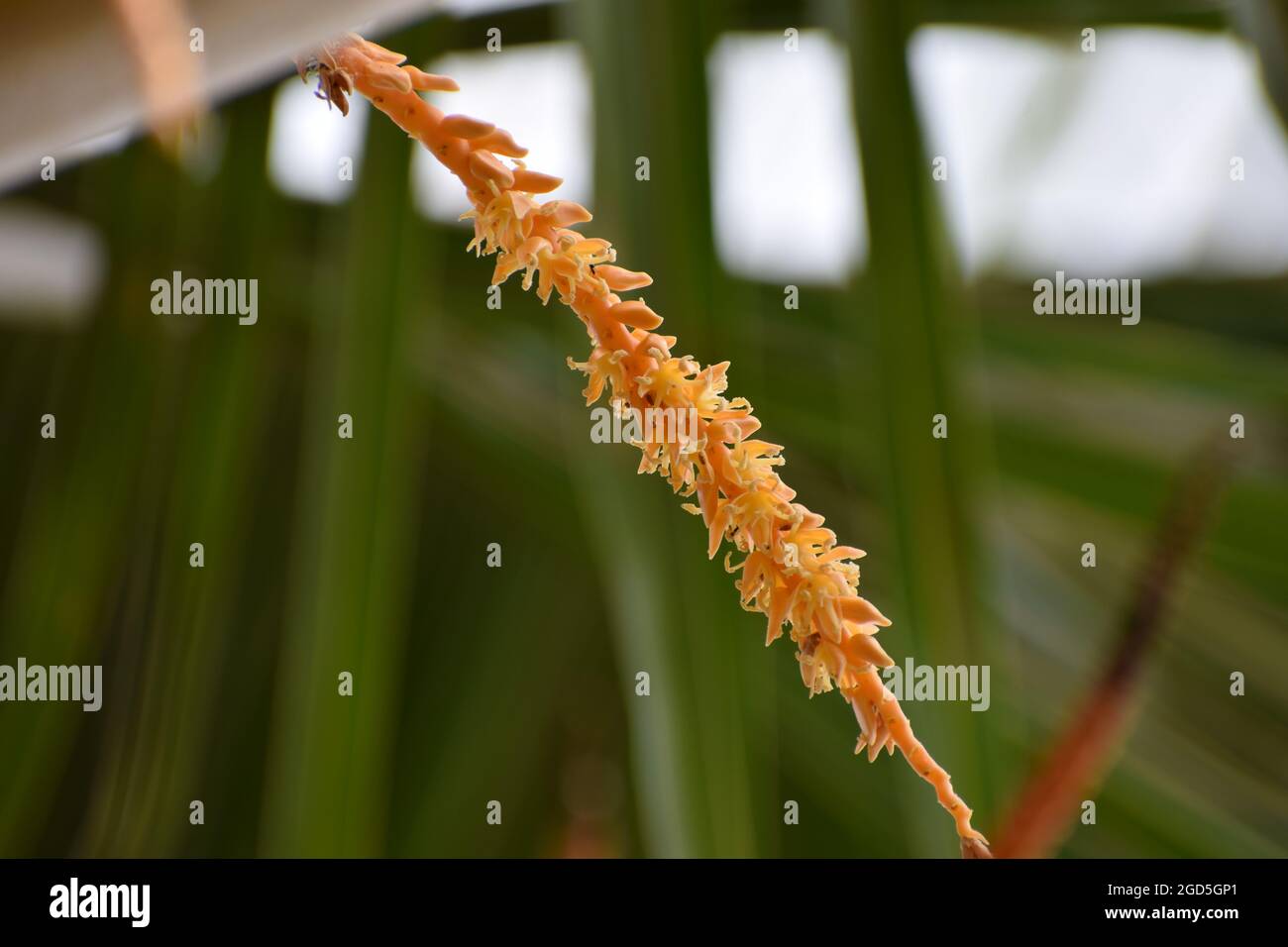 Isolierte Kokosblüte, Blütenstand Blume, orange Farbe Kokosblüten Cluster in der Natur Stockfoto