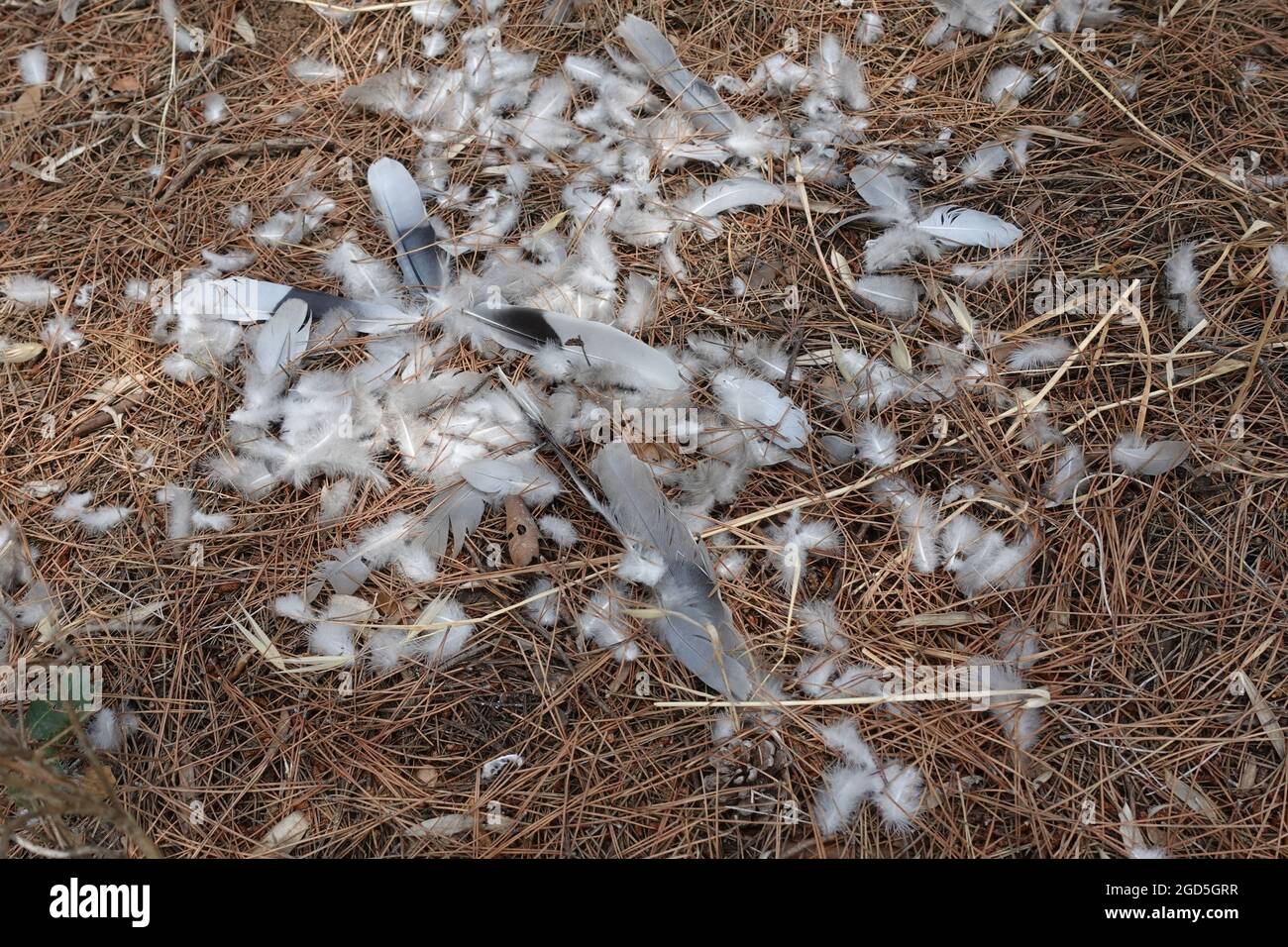 Federn auf Kiefernnadeln im Wald. Vom Tier gefressen Vogel. Stockfoto