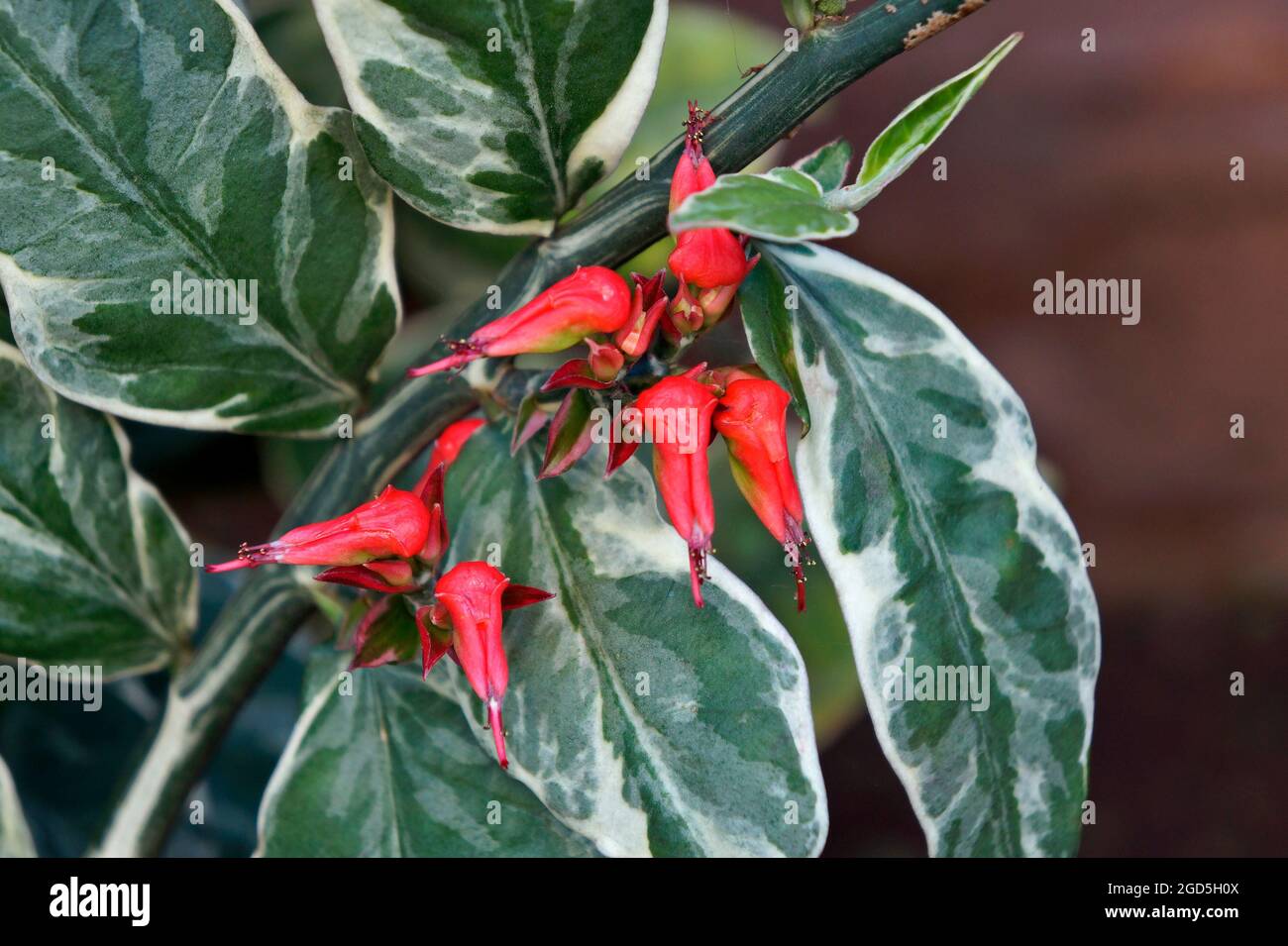 Teufelsblüten (Tithymaloide oder Pedilanthus tithymaloides) Stockfoto