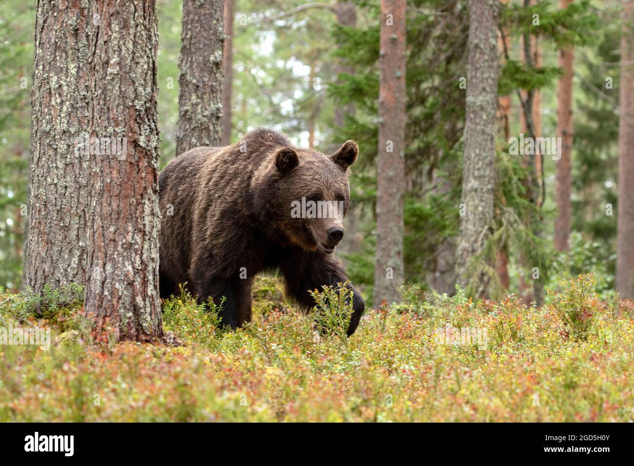Majestätisches Wildsäuger, Braunbär, Ursus arctos im Nadelwald in Finnland, Nordeuropa Stockfoto