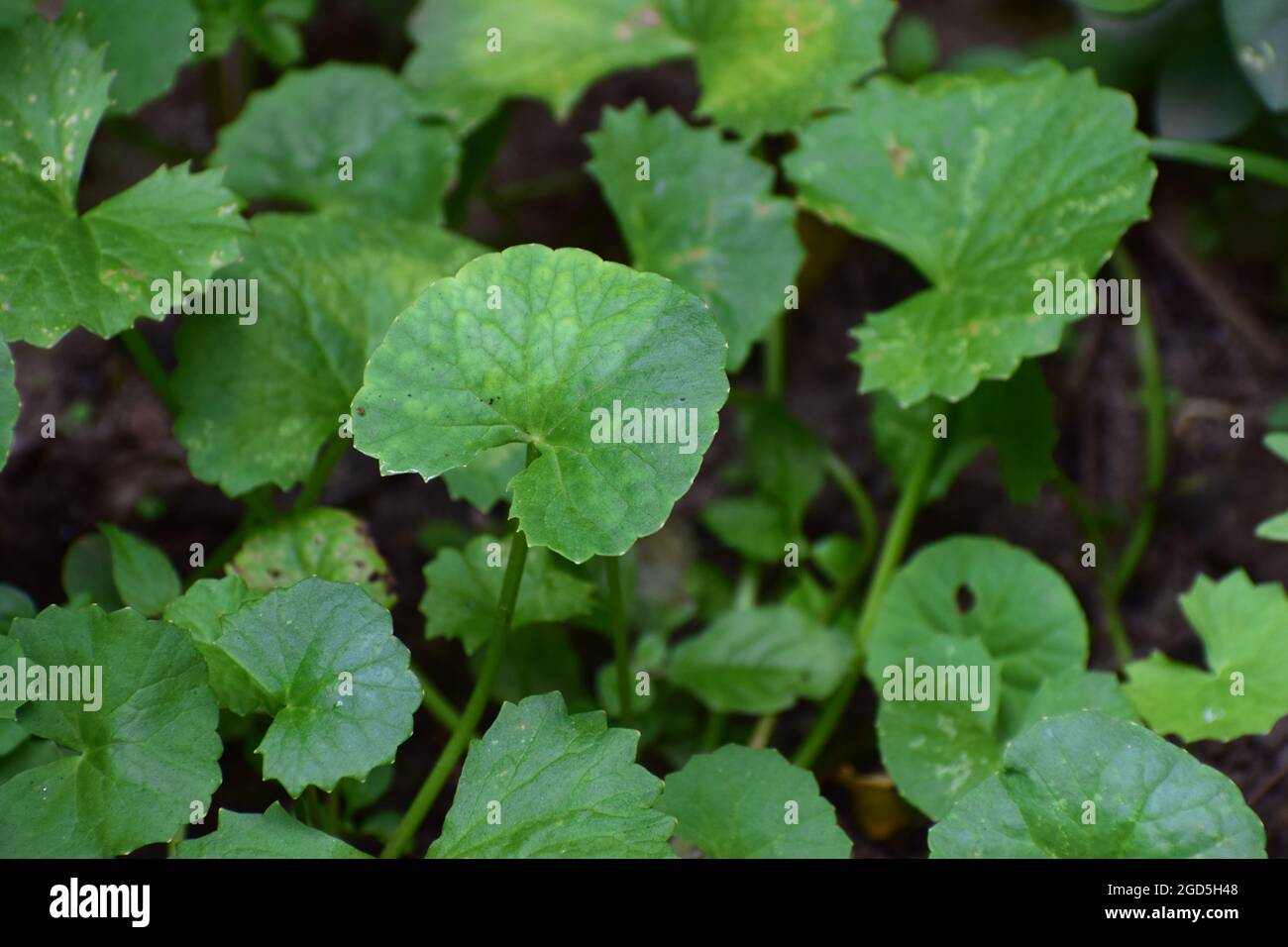 Grüne Pennywürzeblätter und Pflanzen auf dem Ackerland, Pennywürzeanbau auf nassem Ackerland, Centella asiatica Blätter Stockfoto