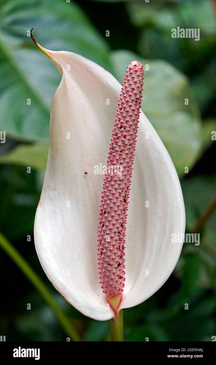 Weiße Anthuriumblume im Garten Stockfoto