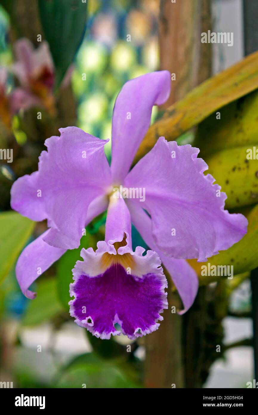 Orchidee im Gewächshaus, Rio, Brasilien Stockfoto