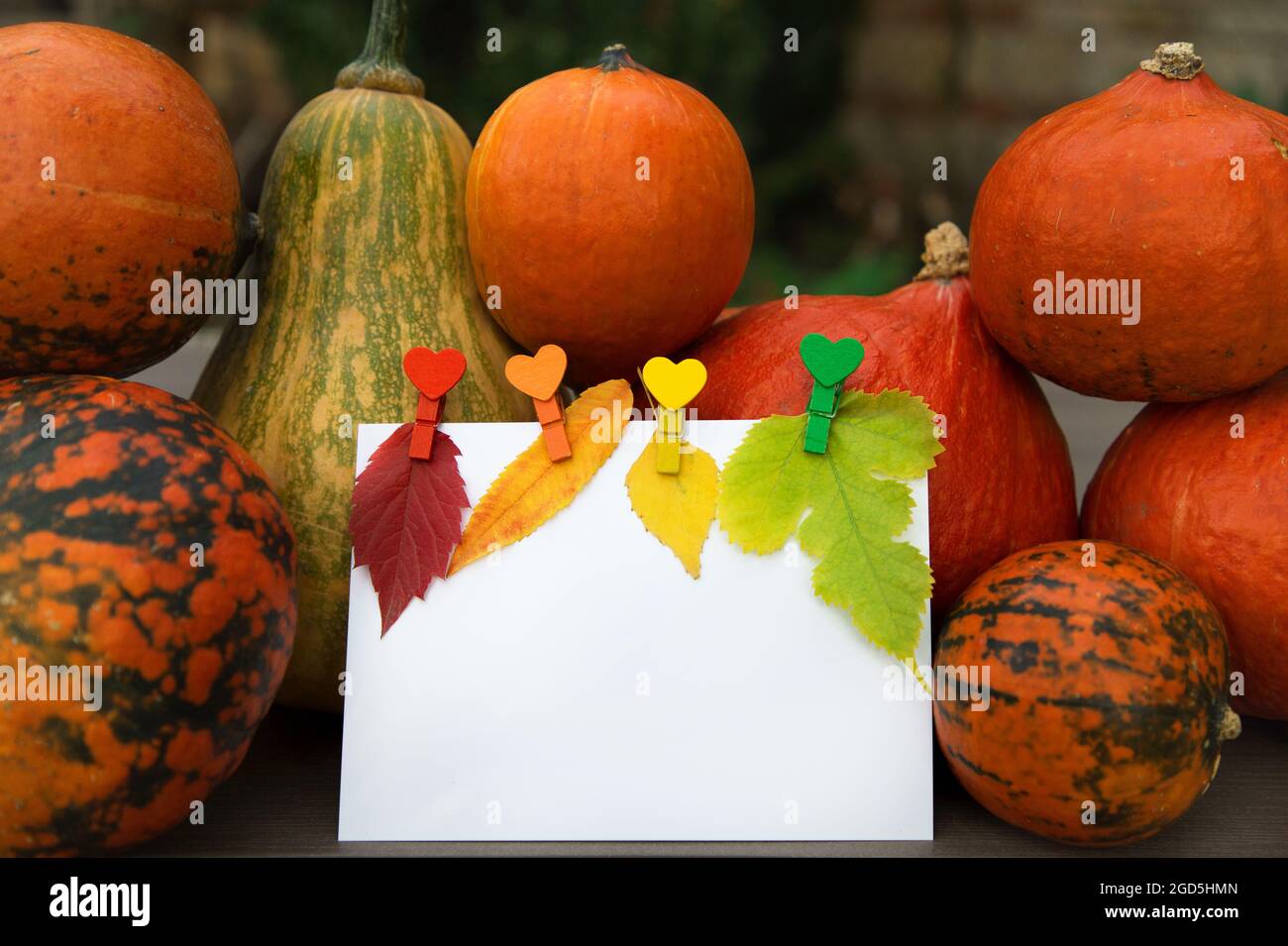 Herbstjahreszeit Komposition aus hell gefallenen Blättern, vielen orangefarbenen Kürbissen, mehrfarbigen Stiften und leerem Blatt Papier für Text. Mit Dankbarkeit, mit Stockfoto