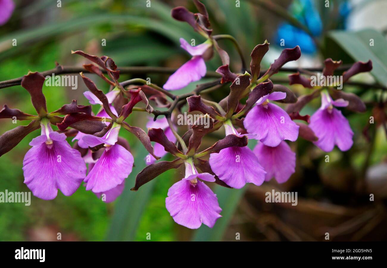 Orchideen im Gewächshaus, Rio, Brasilien Stockfoto