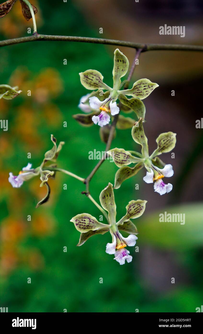 Orchidee im Gewächshaus, Rio, Brasilien Stockfoto