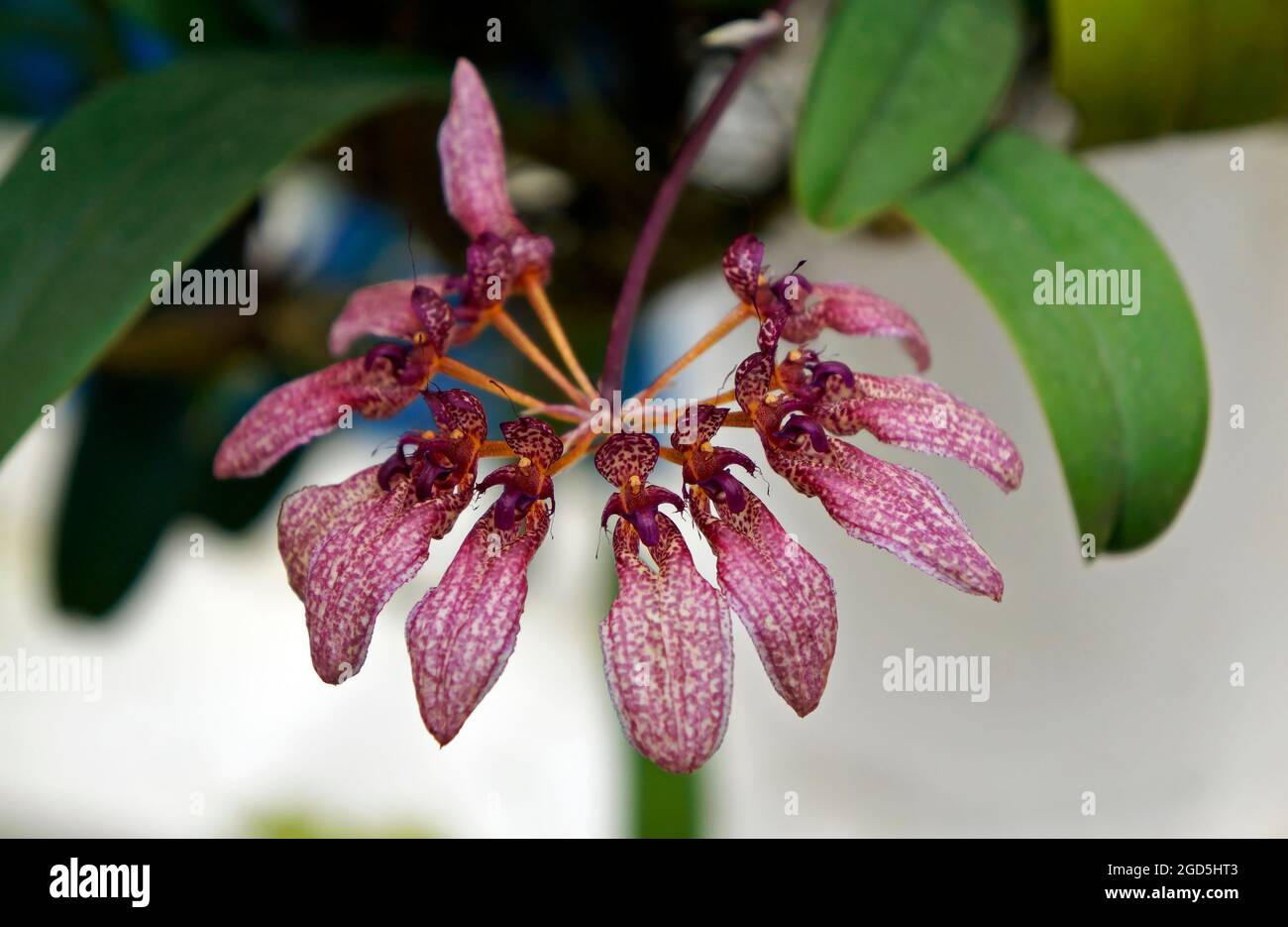 Orchidee (Bulbophyllum eberhardtii) im Gewächshaus, Rio, Brasilien Stockfoto