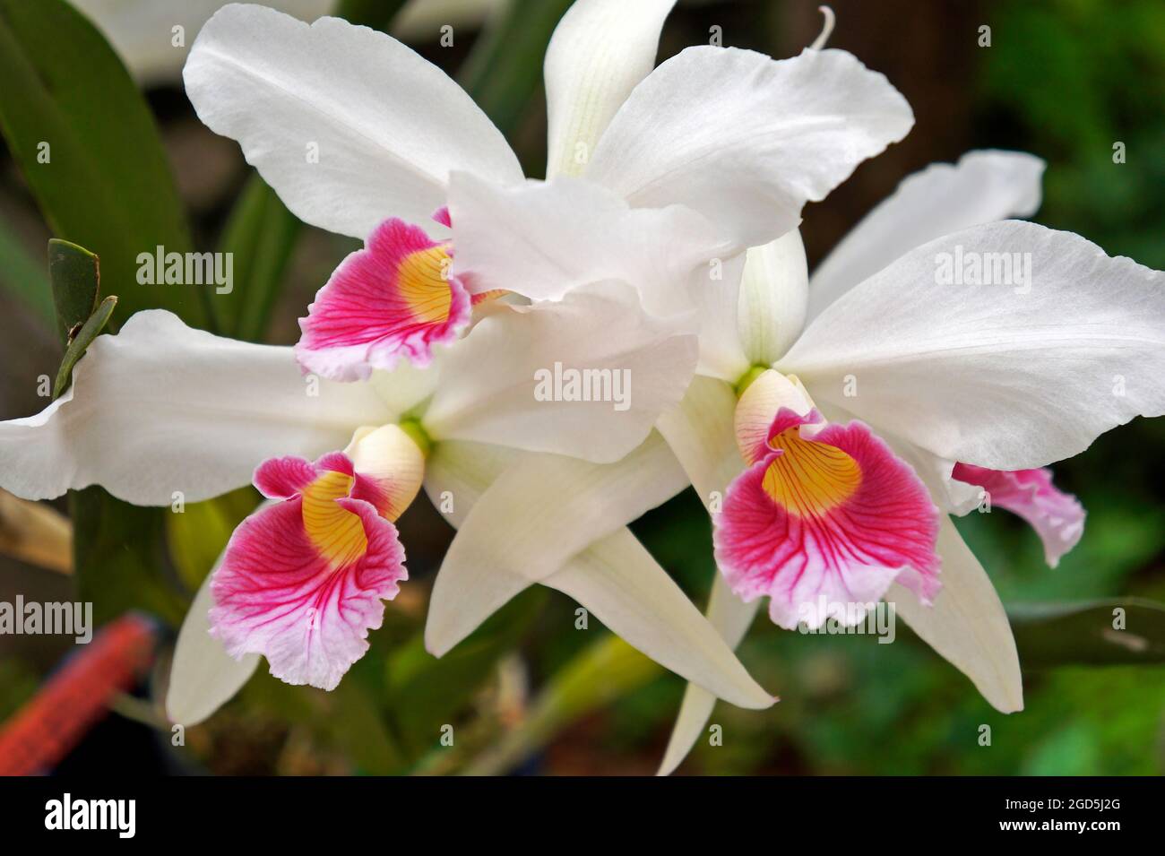 Orchideen im Gewächshaus, Rio, Brasilien Stockfoto
