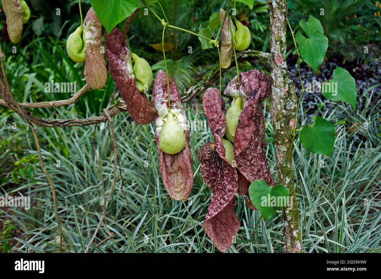 Rohrblume des brasilianischen Holländers (Aristolochia gigantea), Rio de Janeiro, Brasilien Stockfoto