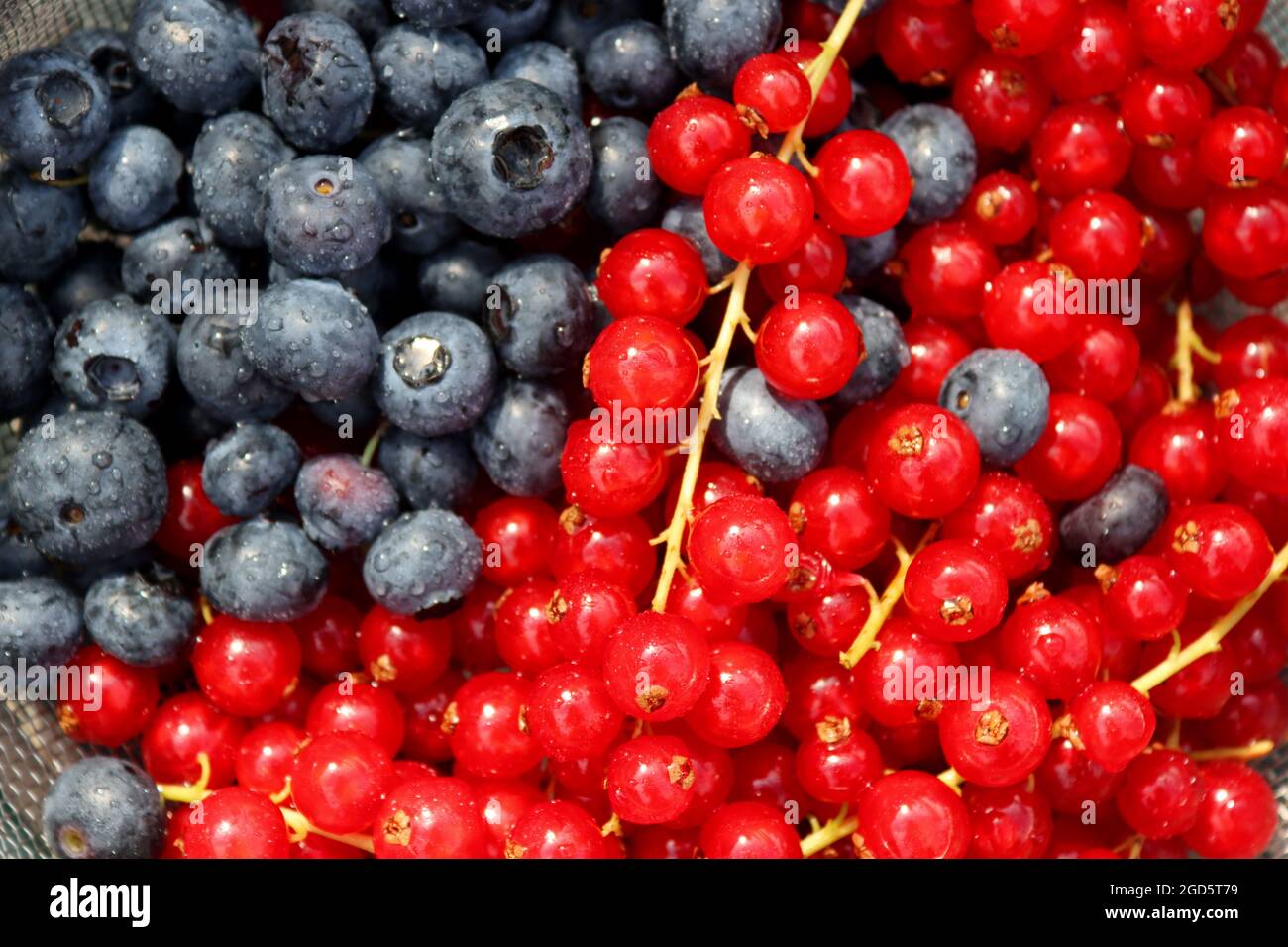 Heidelbeere und rote Johannisbeere in einer Schüssel. Nahaufnahme von Sommerfrüchten. Fresh-Konzept. Stockfoto