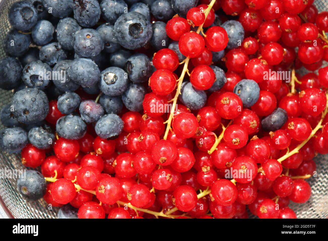 Heidelbeere und rote Johannisbeere in einer Schüssel. Nahaufnahme von Sommerfrüchten. Fresh-Konzept. Stockfoto
