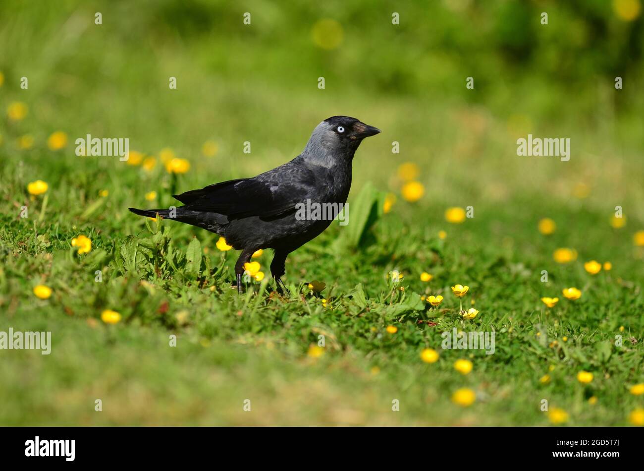 Ausgewachsene Dohlen auf der Butterblume Stockfoto