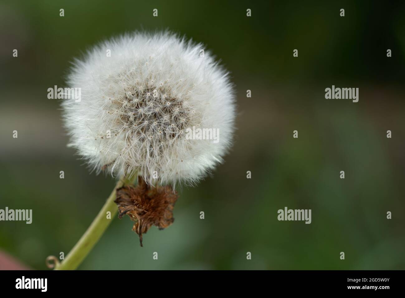 Detail des reifen Taraxacum officinale. Bekannt als Dandelion oder gewöhnlicher Dandelion. Reifer Elandelion, grüner Hintergrund. Stockfoto