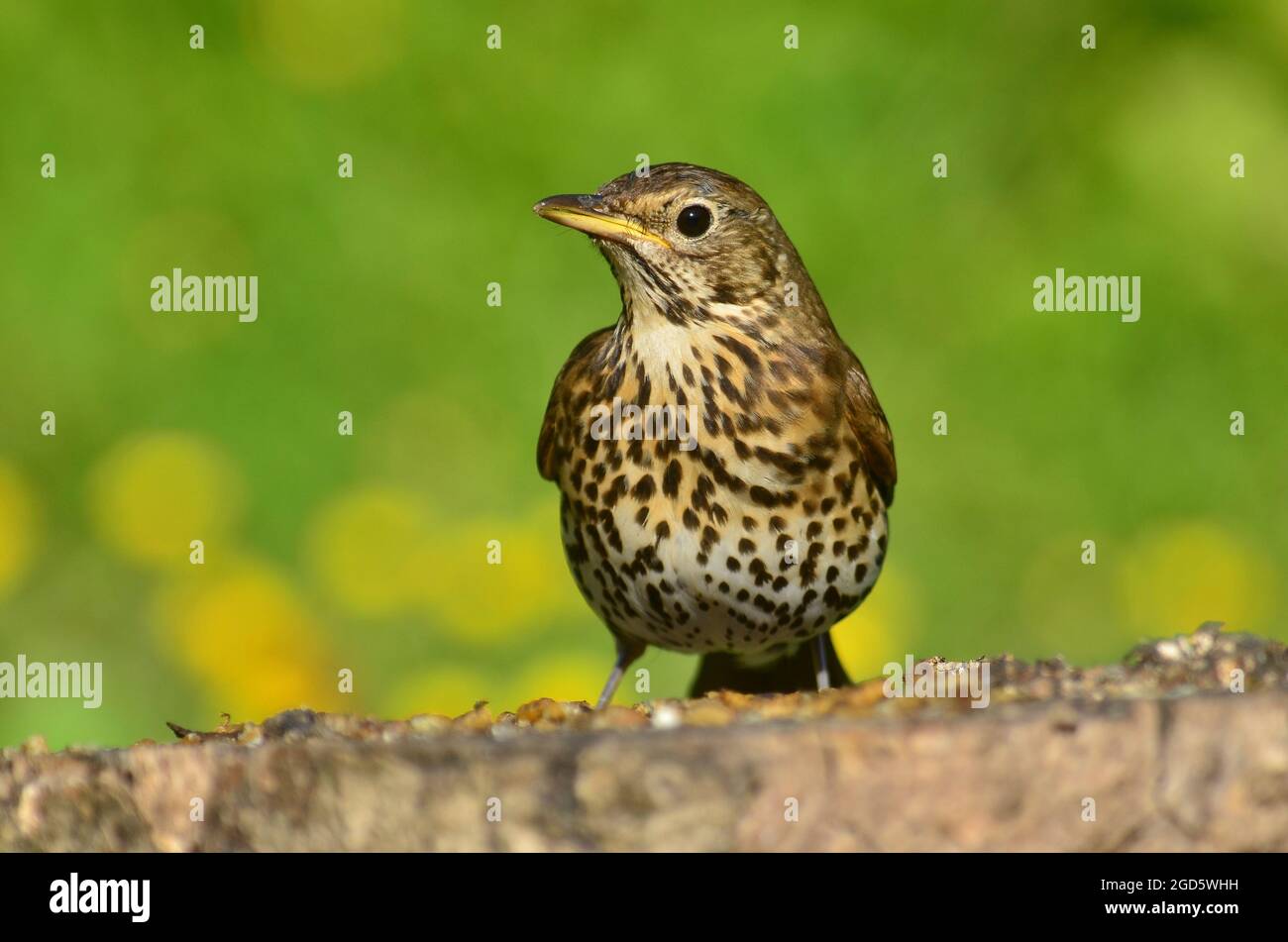Singdrossel für Erwachsene auf Baumstumpf Stockfoto