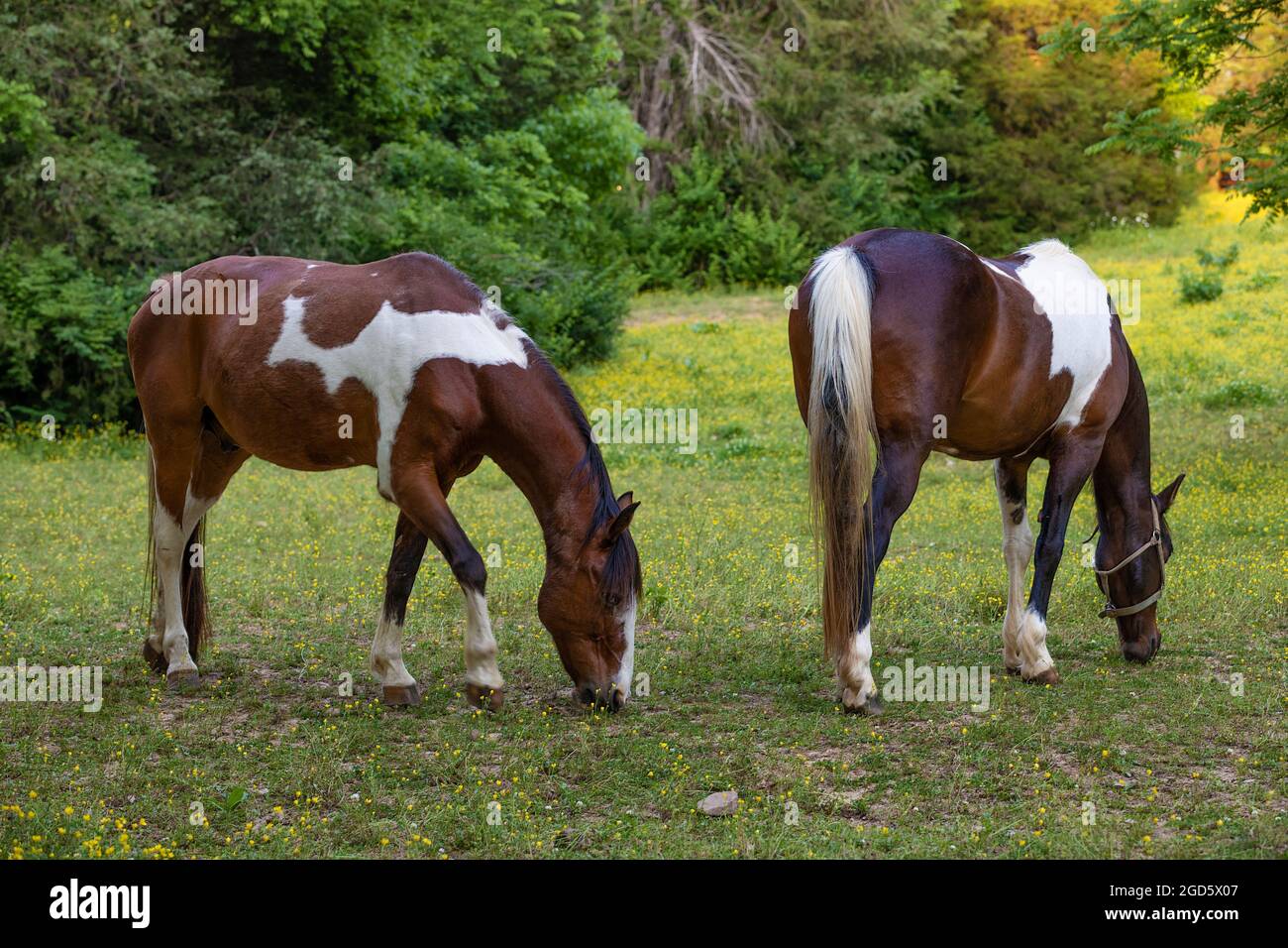 Ein Paar Pferde grasen auf einer schattigen Weide. Stockfoto
